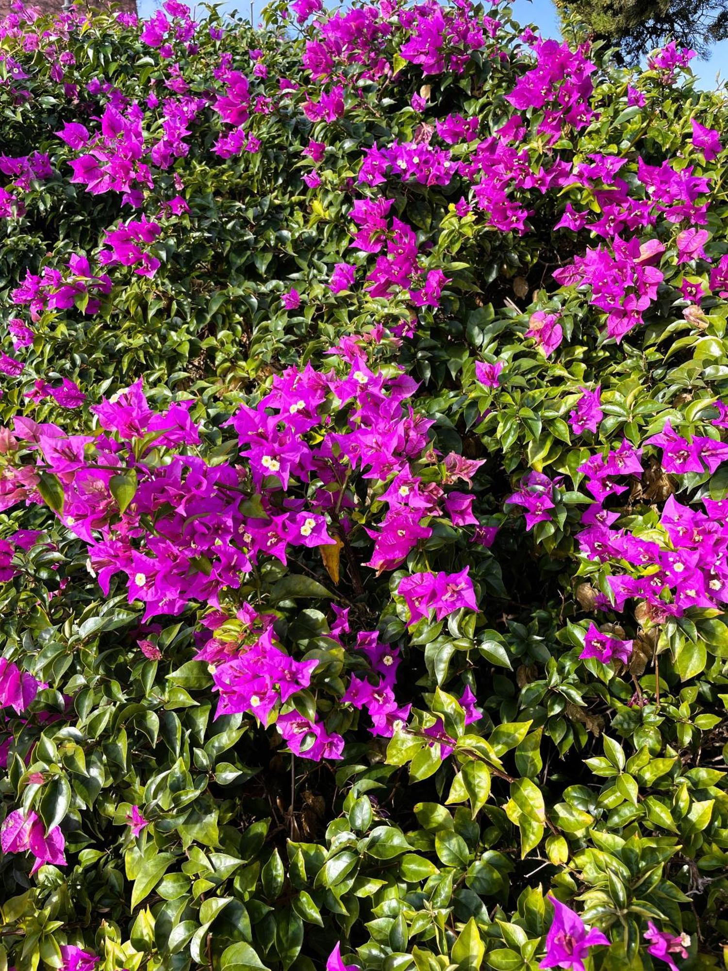 Bellissimo Appartamento Con Veranda Privata Al Centro Di פורטו רוטונדו מראה חיצוני תמונה